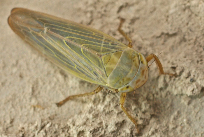 A species of Cicadellidae from Cyprus